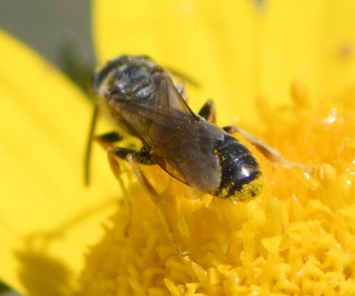 Lasioglossum sp.